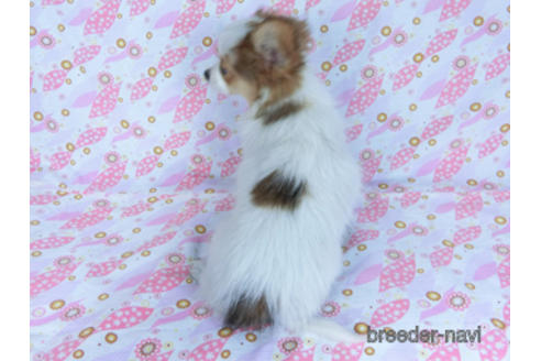 成約済の千葉県のパピヨン-162721の4枚目