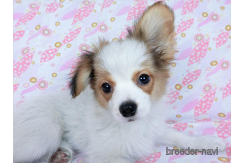 成約済の千葉県のパピヨン-162721の3枚目