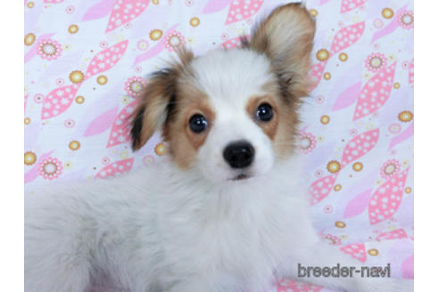 成約済の千葉県のパピヨン-162721の2枚目