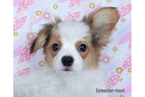 成約済の千葉県のパピヨン-162721の1枚目