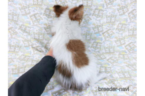 成約済の千葉県のパピヨン-162857の4枚目