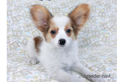 成約済の千葉県のパピヨン-162857の3枚目