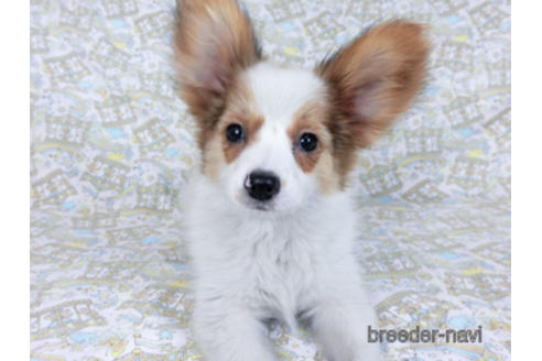 成約済の千葉県のパピヨン-162857の2枚目