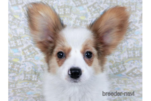 成約済の千葉県のパピヨン-162857の1枚目