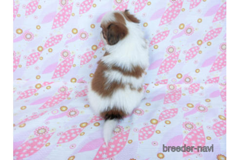 成約済の千葉県のパピヨン-170260の8枚目