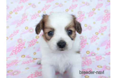 成約済の千葉県のパピヨン-170260の7枚目