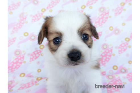 成約済の千葉県のパピヨン-170260の6枚目