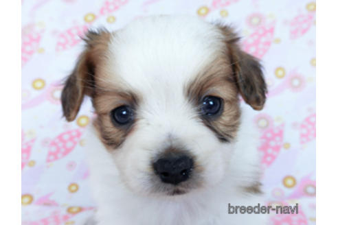 成約済の千葉県のパピヨン-170260の5枚目