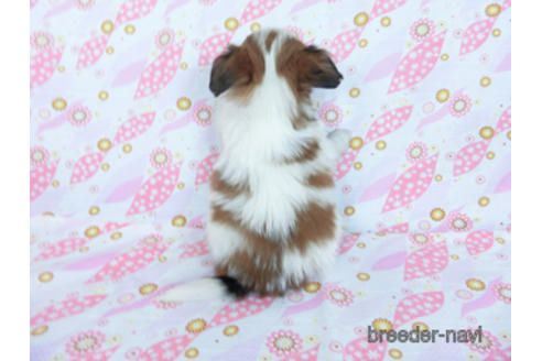 成約済の千葉県のパピヨン-170262の12枚目