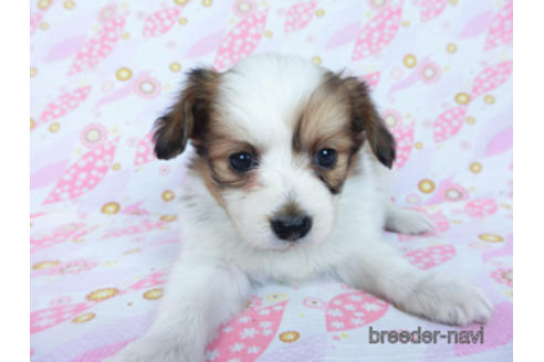 成約済の千葉県のパピヨン-170262の11枚目