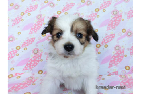 成約済の千葉県のパピヨン-170262の10枚目