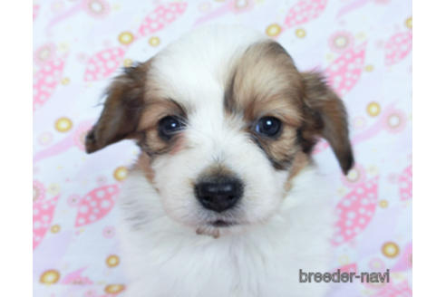 成約済の千葉県のパピヨン-170262の9枚目