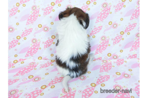 成約済の千葉県のパピヨン-170265の12枚目