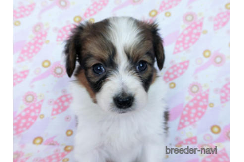 成約済の千葉県のパピヨン-170265の11枚目