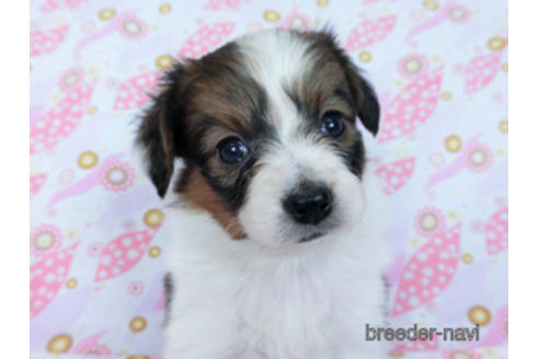 成約済の千葉県のパピヨン-170265の10枚目