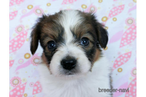 成約済の千葉県のパピヨン-170265の9枚目