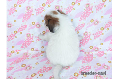 成約済の千葉県のパピヨン-170269の12枚目