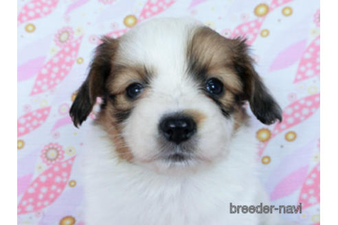 成約済の千葉県のパピヨン-170269の11枚目