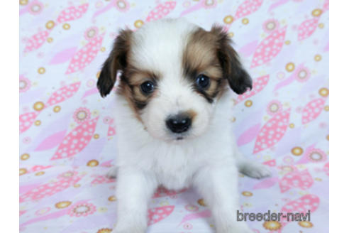 成約済の千葉県のパピヨン-170269の10枚目