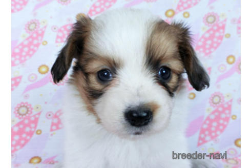 成約済の千葉県のパピヨン-170269の9枚目