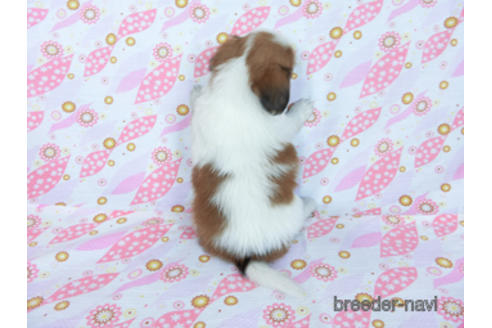 成約済の千葉県のパピヨン-170271の8枚目