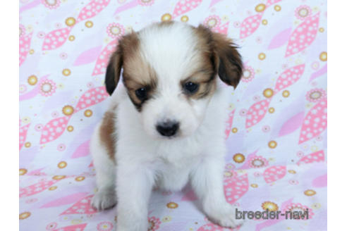 成約済の千葉県のパピヨン-170271の7枚目