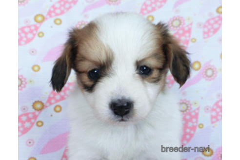 成約済の千葉県のパピヨン-170271の6枚目