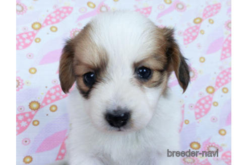 成約済の千葉県のパピヨン-170271の5枚目