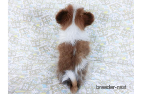 成約済の千葉県のパピヨン-162863の4枚目