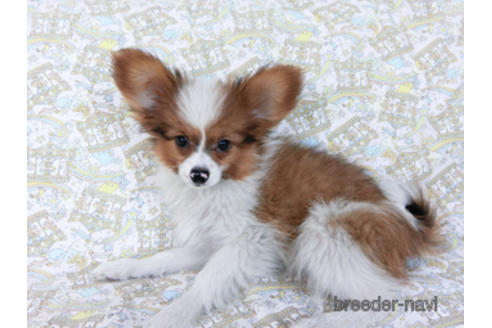 成約済の千葉県のパピヨン-162863の3枚目