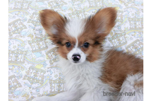 成約済の千葉県のパピヨン-162863の2枚目