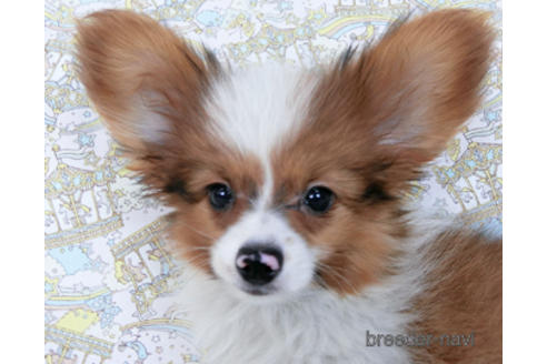 成約済の千葉県のパピヨン-162863の1枚目