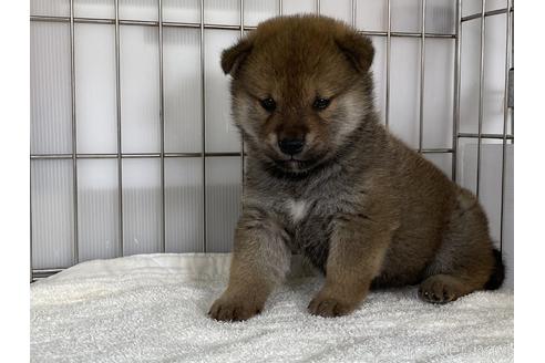 成約済の岡山県の柴犬-170277の1枚目