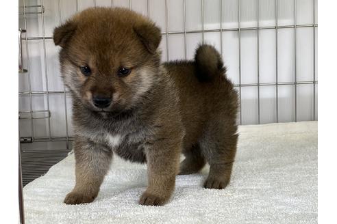 成約済の岡山県の柴犬-170277の5枚目