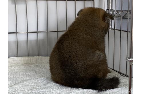 成約済の岡山県の柴犬-170277の4枚目