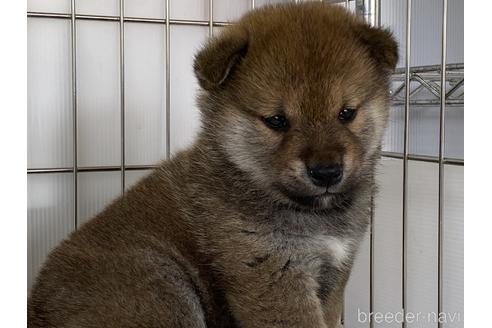 成約済の岡山県の柴犬-170277の3枚目
