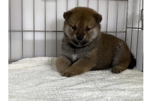 成約済の岡山県の柴犬-170277の2枚目