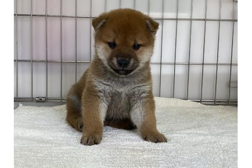 成約済の岡山県の柴犬-170279