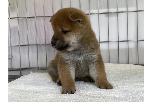 成約済の岡山県の柴犬-170279の5枚目