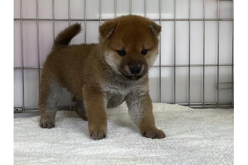 成約済の岡山県の柴犬-170279の4枚目