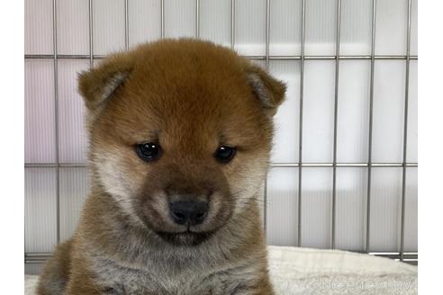 成約済の岡山県の柴犬-170279の2枚目