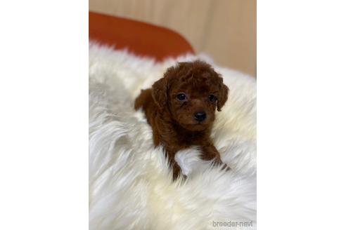 成約済の茨城県のタイニープードル-170282の1枚目