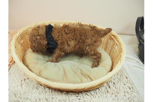 成約済の埼玉県のタイニープードル-168257の4枚目