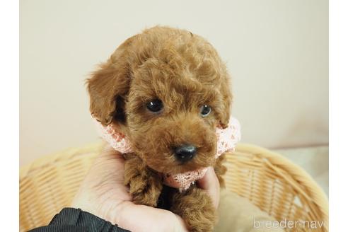 成約済の埼玉県のタイニープードル-168255の2枚目