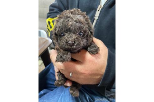 成約済の静岡県のタイニープードル-170244の3枚目