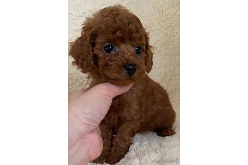 成約済の岡山県のタイニープードル-167813の11枚目