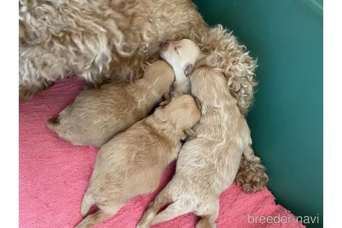 成約済の静岡県のポメプー:ポメラニアン×トイプードル-170303の5枚目