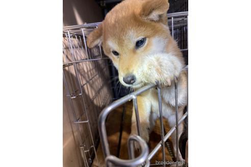 成約済の広島県の柴犬-170315の1枚目