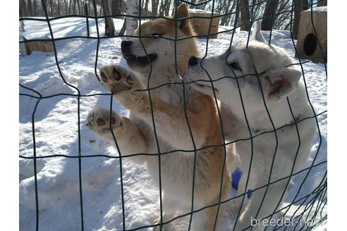 成約済の北海道の柴犬-170320の4枚目
