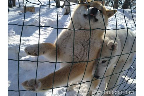 成約済の北海道の柴犬-170320の5枚目